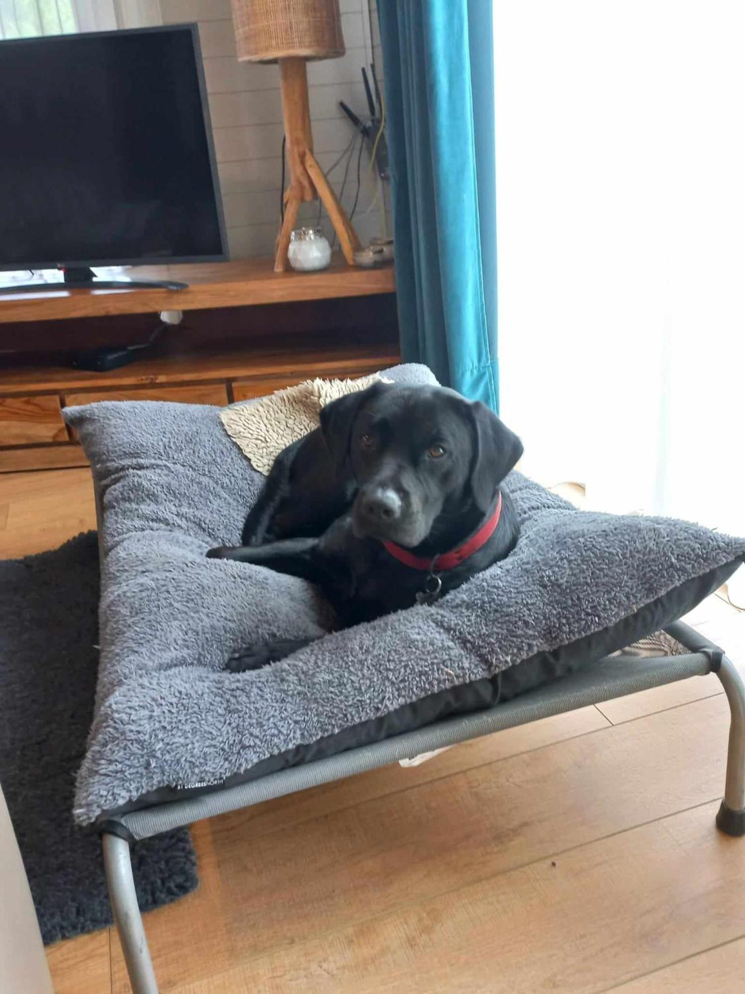 Le Mont Celeste Dogs Friendly Nonceveux Dış mekan fotoğraf